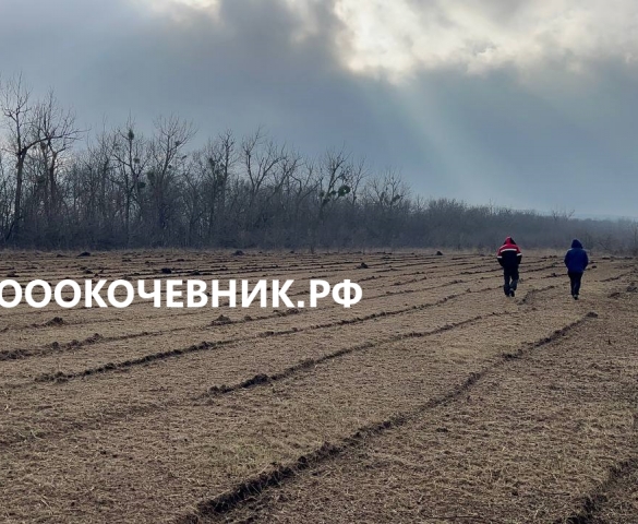 Расчистка территорий от деревьев, кустарников и корней  в Москве