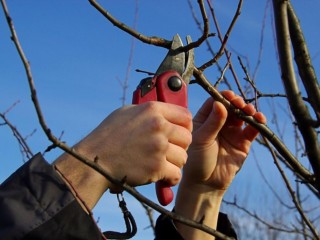 Обрезка плодоносячщих деревьев в Одинцово. в Одинцово