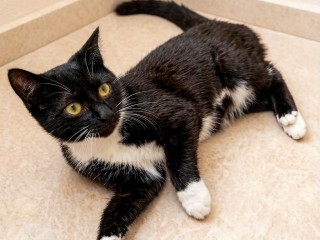 Котенок ищет дом в Москва