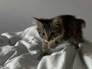 Сибирский классный котенок бесплатно в Москва