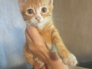 Котенок в добрые руки в Донецк