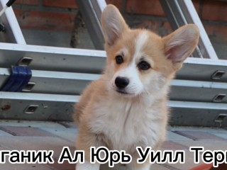 Щенки вельш корги пемброк в Москве